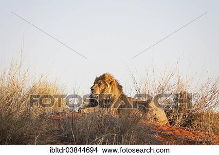 "Lion (Panthera leo), male rests on a grass-grown Kalahari dune in the evening light, captive, Intu Afrika Kalahari Game Reserve, Kalahari Desert, Namibia, Africa" View Large Photo Image Picture - "Lion (Panthera leo), male rests on a grass-grown Kalahari dune in the evening light, captive, Intu Afrika Kalahari Game Reserve, Kalahari Desert, Namibia, Africa". Fotosearch