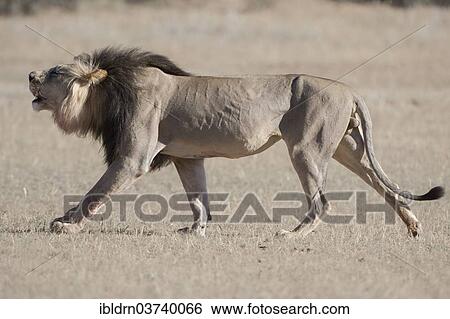 "Lion (Panthera leo), male roaring during walk, Kgalagadi Transfrontier Park, South Africa, Africa" View Large Photo Image Stock Photograph - "Lion (Panthera leo), male roaring during walk, Kgalagadi Transfrontier Park, South Africa, Africa". Fotosearch