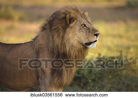 "Lion (Panthera leo), male, Serengeti, Tanzania, Africa" View Large Photo Image Stock Photograph - "Lion (Panthera leo), male, Serengeti, Tanzania, Africa". Fotosearch