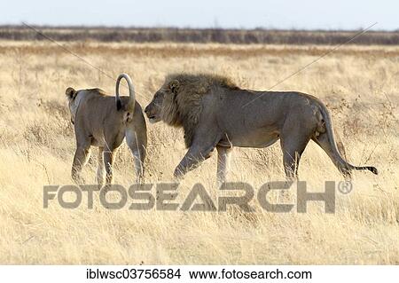 "Lion (Panthera leo), male sniffing the female's anus and checking her availablility for copulation, Etosha National Park, Okaukuejo, Kunene Region, Namibia, Africa" View Large Photo Image Picture - "Lion (Panthera leo), male sniffing the female's anus and checking her availablility for copulation, Etosha National Park, Okaukuejo, Kunene Region, Namibia, Africa". Fotosearch