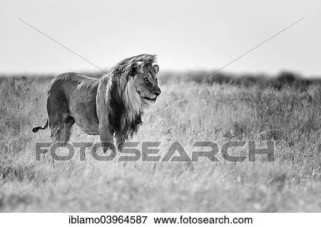 "Lion (Panthera leo), male standing in grassland, black and white, Etosha National Park, Namibia, Africa" View Large Photo Image Stock Photo - "Lion (Panthera leo), male standing in grassland, black and white, Etosha National Park, Namibia, Africa". Fotosearch