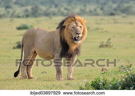 "Lion (Panthera leo), male standing in grass, Addo Elephant National Park, Eastern Cape, South Africa, Africa" View Large Photo Image Stock Photo - "Lion (Panthera leo), male standing in grass, Addo Elephant National Park, Eastern Cape, South Africa, Africa". Fotosearch