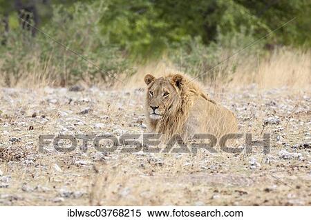 "Lion (Panthera leo), male, Etosha-Nationalpark, Namutoni, Namibia, Africa" View Large Photo Image Stock Photography - "Lion (Panthera leo), male, Etosha-Nationalpark, Namutoni, Namibia, Africa". Fotosearch