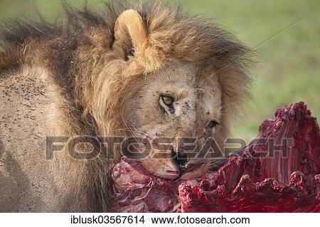 "Lion (Panthera leo), male, tearing at a piece of meat, Massai Mara, Serengeti, Rift Valley province, Kenya, Africa" View Large Photo Image Picture - "Lion (Panthera leo), male, tearing at a piece of meat, Massai Mara, Serengeti, Rift Valley province, Kenya, Africa". Fotosearch