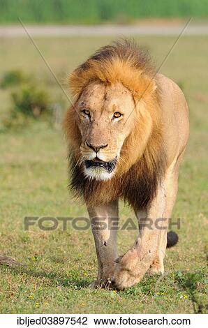 "Lion (Panthera leo), male walking in grass, Addo Elephant National Park, Eastern Cape, South Africa, Africa" View Large Photo Image Stock Image - "Lion (Panthera leo), male walking in grass, Addo Elephant National Park, Eastern Cape, South Africa, Africa". Fotosearch