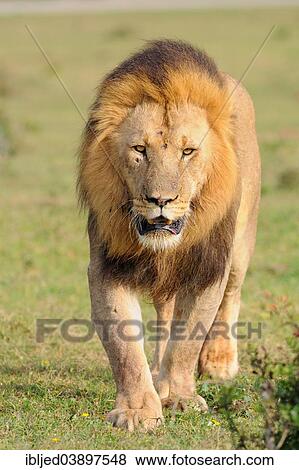 "Lion (Panthera leo), male walking in grass, Addo Elephant National Park, Eastern Cape, South Africa, Africa" View Large Photo Image Stock Photo - "Lion (Panthera leo), male walking in grass, Addo Elephant National Park, Eastern Cape, South Africa, Africa". Fotosearch