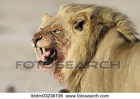 "Lion (Panthera leo), male with a bloodied head, Nxai Pan National Park, Botswana, Africa" View Large Photo Image Stock Photograph - "Lion (Panthera leo), male with a bloodied head, Nxai Pan National Park, Botswana, Africa". Fotosearch