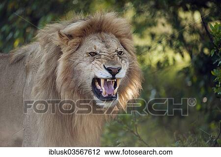 "Lion (Panthera leo), male, yawning, Massai Mara, Serengeti, Rift Valley province, Kenya, Africa" View Large Photo Image Stock Image - "Lion (Panthera leo), male, yawning, Massai Mara, Serengeti, Rift Valley province, Kenya, Africa". Fotosearch