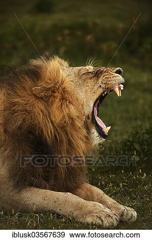 "Lion (Panthera leo), male, yawning, Massai Mara, Serengeti, Rift Valley province, Kenya, Africa" View Large Photo Image Stock Photo - "Lion (Panthera leo), male, yawning, Massai Mara, Serengeti, Rift Valley province, Kenya, Africa". Fotosearch