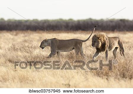 "Lion (Panthera leo), males with female ready to mate, Etosha National Park, Okaukuejo, Kunene Region, Namibia, Africa" View Large Photo Image Stock Photography - "Lion (Panthera leo), males with female ready to mate, Etosha National Park, Okaukuejo, Kunene Region, Namibia, Africa". Fotosearch