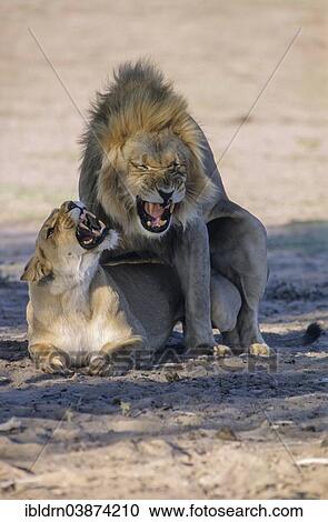 "Lion (Panthera leo) mating, Kgalagadi Transfrontier Park, Northern Cape, South Africa, Africa" View Large Photo Image Stock Image - "Lion (Panthera leo) mating, Kgalagadi Transfrontier Park, Northern Cape, South Africa, Africa". Fotosearch