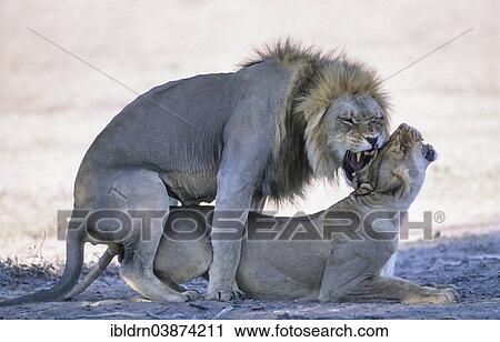 Stock Image - "Lion (Panthera leo) mating, Kgalagadi Transfrontier Park, Northern Cape, South Africa, Africa". Fotosearch