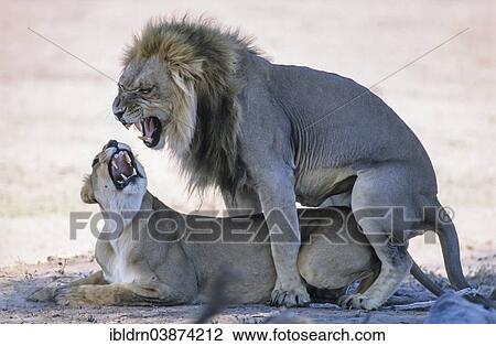 Stock Image - "Lion (Panthera leo) mating, Kgalagadi Transfrontier Park, Northern Cape, South Africa, Africa". Fotosearch