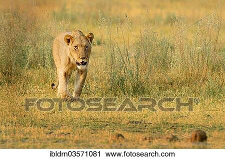 Stock Image - "Lion (Panthera leo), North Bridge Camp, Moremi Game Reserve, Botswana, Africa". Fotosearch