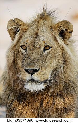 Stock Image - "Lion (Panthera leo), North Bridge Camp, Moremi Game Reserve, Botswana, Africa". Fotosearch