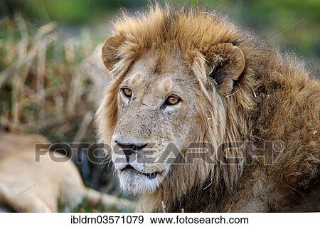 Stock Photo - "Lion (Panthera leo), North Bridge Camp, Moremi Game Reserve, Botswana, Africa". Fotosearch