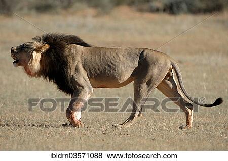 "Lion (Panthera leo), North Bridge Camp, Moremi Game Reserve, Botswana, Africa" View Large Photo Image Stock Photo - "Lion (Panthera leo), North Bridge Camp, Moremi Game Reserve, Botswana, Africa". Fotosearch