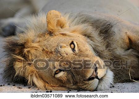 Stock Photo - "Lion (Panthera leo), North Bridge Camp, Moremi Game Reserve, Botswana, Africa". Fotosearch