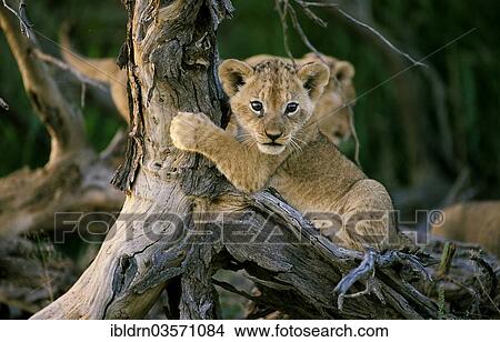 "Lion (Panthera leo), Nossob River, Nossob, South Africa, Africa" View Large Photo Image Picture - "Lion (Panthera leo), Nossob River, Nossob, South Africa, Africa". Fotosearch