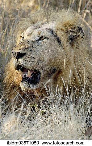 "Lion (Panthera leo), Nossob River, Nossob, South Africa, Africa" View Large Photo Image Stock Image - "Lion (Panthera leo), Nossob River, Nossob, South Africa, Africa". Fotosearch