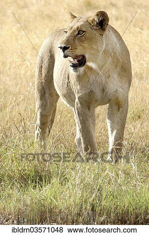 "Lion (Panthera leo), Nossob River, Nossob, South Africa, Africa" View Large Photo Image Stock Photo - "Lion (Panthera leo), Nossob River, Nossob, South Africa, Africa". Fotosearch
