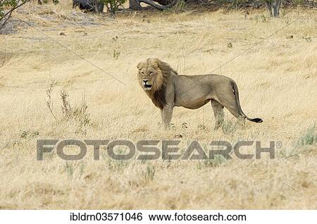 "Lion (Panthera leo), Nossob River, Nossob, South Africa, Africa" View Large Photo Image Stock Photograph - "Lion (Panthera leo), Nossob River, Nossob, South Africa, Africa". Fotosearch