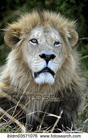 Stock Photograph - "Lion (Panthera leo), Nxai Pan National Park, Botswana, Africa". Fotosearch