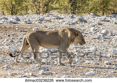 "Lion (Panthera leo) on the prowl, Etosha National Park, Namibia, Africa" View Large Photo Image Stock Photograph - "Lion (Panthera leo) on the prowl, Etosha National Park, Namibia, Africa". Fotosearch