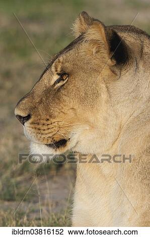 Stock Image - "Lion (Panthera leo), portrait, Namutoni, Etosha National Park, Namibia, Africa". Fotosearch