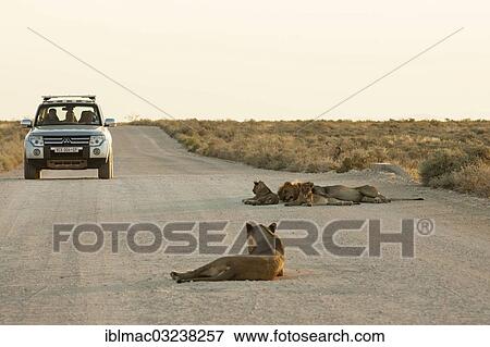 "Lion (Panthera leo), pride of lions lying on road, SUV in the back, Etosha National Park, Namibia, Africa" View Large Photo Image Stock Photo - "Lion (Panthera leo), pride of lions lying on road, SUV in the back, Etosha National Park, Namibia, Africa". Fotosearch