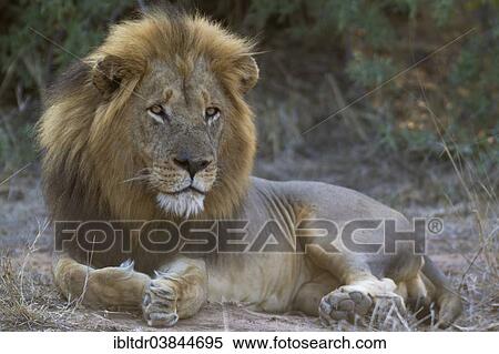 "Lion (Panthera leo), resting male, Kruger National Park, South Africa, Africa" View Large Photo Image Stock Photography - "Lion (Panthera leo), resting male, Kruger National Park, South Africa, Africa". Fotosearch