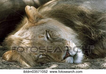 "Lion (Panthera leo), sleeping, Nossob River, Nossob, South Africa, Africa" View Large Photo Image Stock Image - "Lion (Panthera leo), sleeping, Nossob River, Nossob, South Africa, Africa". Fotosearch