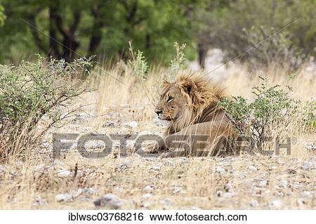 "Lion (Panthera leo), Etosha-Nationalpark, Namutoni, Namibia, Africa" View Large Photo Image Stock Photograph - "Lion (Panthera leo), Etosha-Nationalpark, Namutoni, Namibia, Africa". Fotosearch