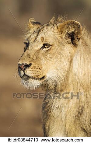Stock Image - "Lion (Panthera leo), subadult male, Kruger National Park, South Africa, Africa". Fotosearch