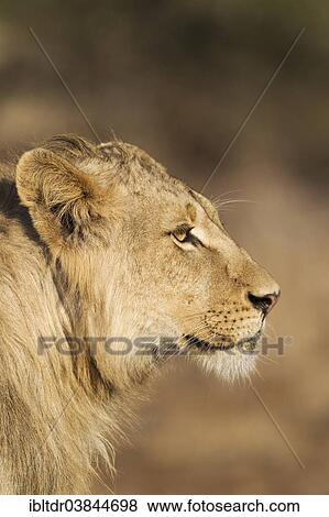 "Lion (Panthera leo), subadult male, Kruger National Park, South Africa, Africa" View Large Photo Image Stock Photo - "Lion (Panthera leo), subadult male, Kruger National Park, South Africa, Africa". Fotosearch