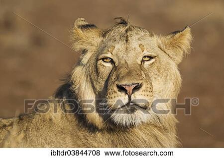 Stock Photo - "Lion (Panthera leo), subadult male, Kruger National Park, South Africa, Africa". Fotosearch