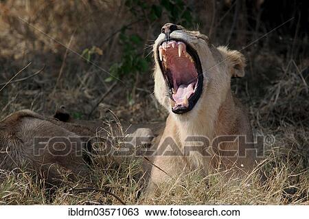 "Lion (Panthera leo), yawning, North Bridge Camp, Moremi Game Reserve, Botswana, Africa" View Large Photo Image Stock Image - "Lion (Panthera leo), yawning, North Bridge Camp, Moremi Game Reserve, Botswana, Africa". Fotosearch