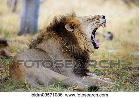 Stock Photograph - "Lion (Panthera leo), yawning, North Bridge Camp, Moremi Game Reserve, Botswana, Africa". Fotosearch