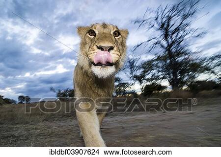 "Lion (Panthera leo), young animal, 1 year, Antelope Park, near Gweru, Zimbabwe, Africa" View Large Photo Image Picture - "Lion (Panthera leo), young animal, 1 year, Antelope Park, near Gweru, Zimbabwe, Africa". Fotosearch