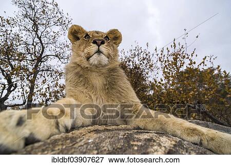 "Lion (Panthera leo), young animal, 1 year, Antelope Park, near Gweru, Zimbabwe, Africa" View Large Photo Image Stock Photo - "Lion (Panthera leo), young animal, 1 year, Antelope Park, near Gweru, Zimbabwe, Africa". Fotosearch