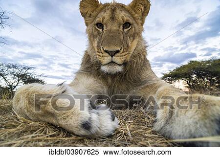 Stock Photography - "Lion (Panthera leo), young animal, 1 year, Antelope Park, near Gweru, Zimbabwe, Africa". Fotosearch