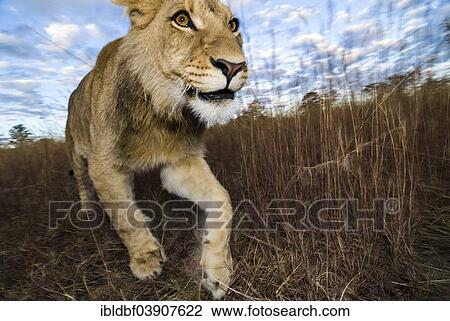 "Lion (Panthera leo), young animal, 2 years, Antelope Park, near Gweru, Zimbabwe, Africa" View Large Photo Image Stock Image - "Lion (Panthera leo), young animal, 2 years, Antelope Park, near Gweru, Zimbabwe, Africa". Fotosearch
