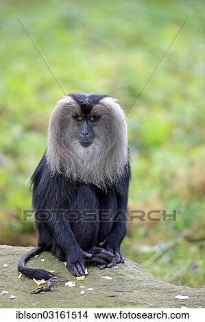 "Lion-tailed Macaque or Wanderoo (Macaca silenus), adult, sitting on rocks, Apeldoorn, Gelderland, The Netherlands, Europe" View Large Photo Image Picture - "Lion-tailed Macaque or Wanderoo (Macaca silenus), adult, sitting on rocks, Apeldoorn, Gelderland, The Netherlands, Europe". Fotosearch