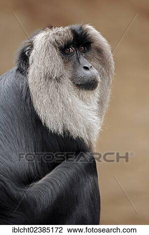 "Lion-tailed Macaque or Wanderoo (Macaca silenus), native to India, in captivity, Germany, Europe" View Large Photo Image Stock Image - "Lion-tailed Macaque or Wanderoo (Macaca silenus), native to India, in captivity, Germany, Europe". Fotosearch