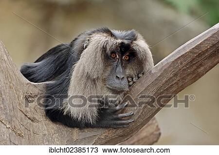 "Lion-tailed Macaque or Wanderoo (Macaca silenus), native to India, in captivity, Germany, Europe" View Large Photo Image Stock Image - "Lion-tailed Macaque or Wanderoo (Macaca silenus), native to India, in captivity, Germany, Europe". Fotosearch