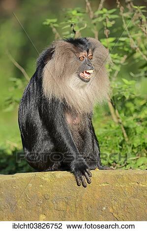 Stock Image - "Lion-tailed Macaque or Wanderoo (Macaca silenus), female calling, captive, Germany, Europe". Fotosearch