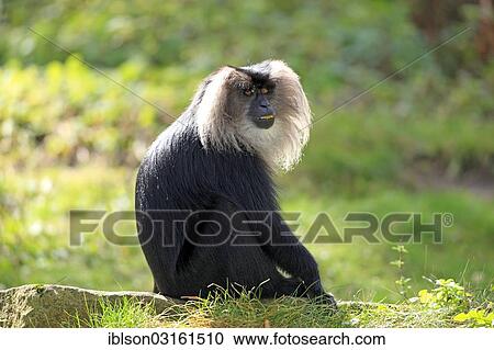 "Lion-tailed Macaque or Wanderoo (Macaca silenus), adult, sitting on rocks, Apeldoorn, Gelderland, The Netherlands, Europe" View Large Photo Image Stock Image - "Lion-tailed Macaque or Wanderoo (Macaca silenus), adult, sitting on rocks, Apeldoorn, Gelderland, The Netherlands, Europe". Fotosearch