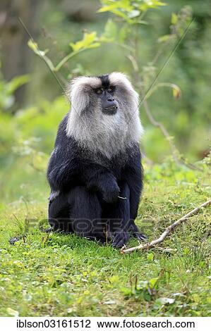 "Lion-tailed Macaque or Wanderoo (Macaca silenus), adult, sitting on ground, Apeldoorn, Gelderland, The Netherlands, Europe" View Large Photo Image Stock Image - "Lion-tailed Macaque or Wanderoo (Macaca silenus), adult, sitting on ground, Apeldoorn, Gelderland, The Netherlands, Europe". Fotosearch