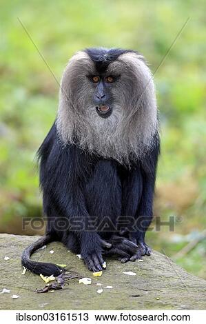 "Lion-tailed Macaque or Wanderoo (Macaca silenus), adult, sitting on rocks, Apeldoorn, Gelderland, The Netherlands, Europe" View Large Photo Image Stock Image - "Lion-tailed Macaque or Wanderoo (Macaca silenus), adult, sitting on rocks, Apeldoorn, Gelderland, The Netherlands, Europe". Fotosearch