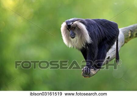 "Lion-tailed Macaque or Wanderoo (Macaca silenus), adult, sitting on branch, Apeldoorn, Gelderland, The Netherlands, Europe" View Large Photo Image Stock Photo - "Lion-tailed Macaque or Wanderoo (Macaca silenus), adult, sitting on branch, Apeldoorn, Gelderland, The Netherlands, Europe". Fotosearch
